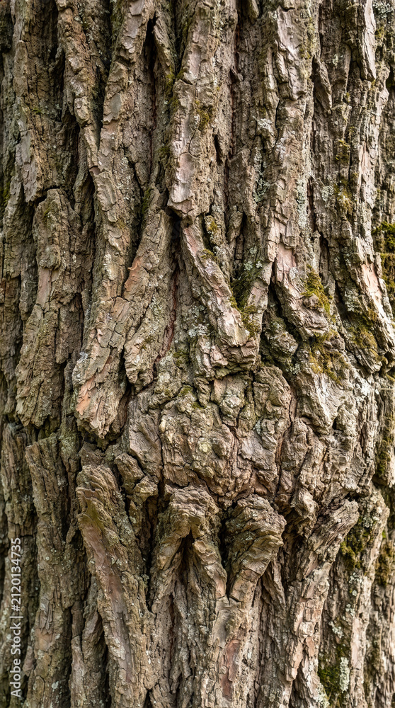Fototapeta premium Texture 159 Vertical Close-up of Rough Mossy Tree Bark Texture（苔が生えた粗い樹皮テクスチャの縦構図クローズアップ）