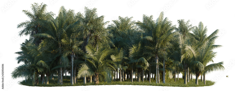 Fototapeta premium Acanthophoenix crinita and Acrocomia aculeata and Becca tree line, Forest Edge, Backdrop cutout, isolate transparent background