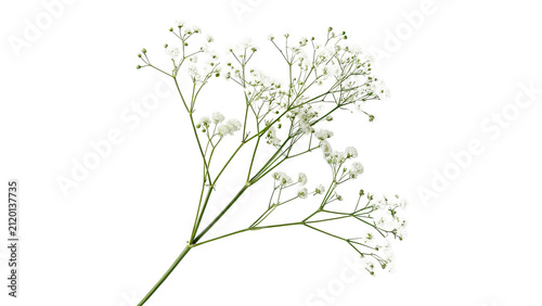 Dry delicate branch of natural gypsophila flowers isolated on transparent background for organic cosmetics decoration