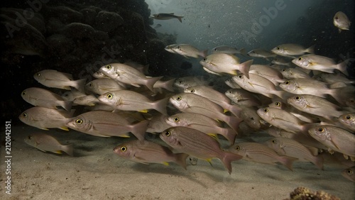 Fotografía Spawning aggregation of Twin-spot snapper or Bohar snapper (lutjanus bohar) with multiple rushes and gamete releases, eggs and sperm are expelled and mix in the water, Raja Ampat, Indonesia