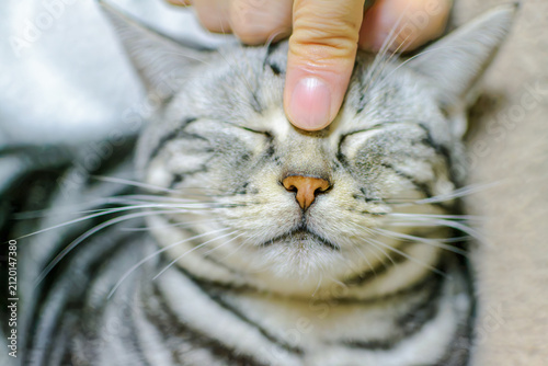 Obraz na płótnie 飼い主に撫でられてリラックスする可愛い猫の顔のクローズアップ