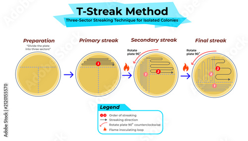 Quadro su tela T-Streak Method for Isolation of Bacterial Colonies on Agar Plate
