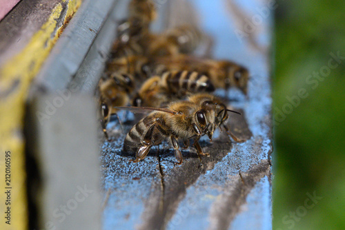Konstfotografi Honey bees entering beehive entrance (Apis mellifera)