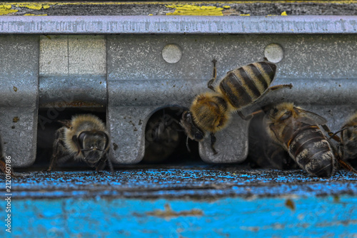 Cuadro en lienzo Bees at entrance to bee hive box