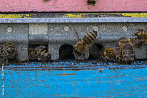 Cuadro en lienzo Bees at entrance to bee hive box