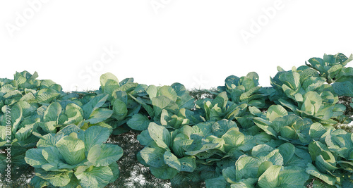Quadro su tela Brassica oleracea tree line, Forest Edge, Backdrop cutout, isolate transparent background, Row of vibrant green cabbage plants growing in a field, ready for harvest