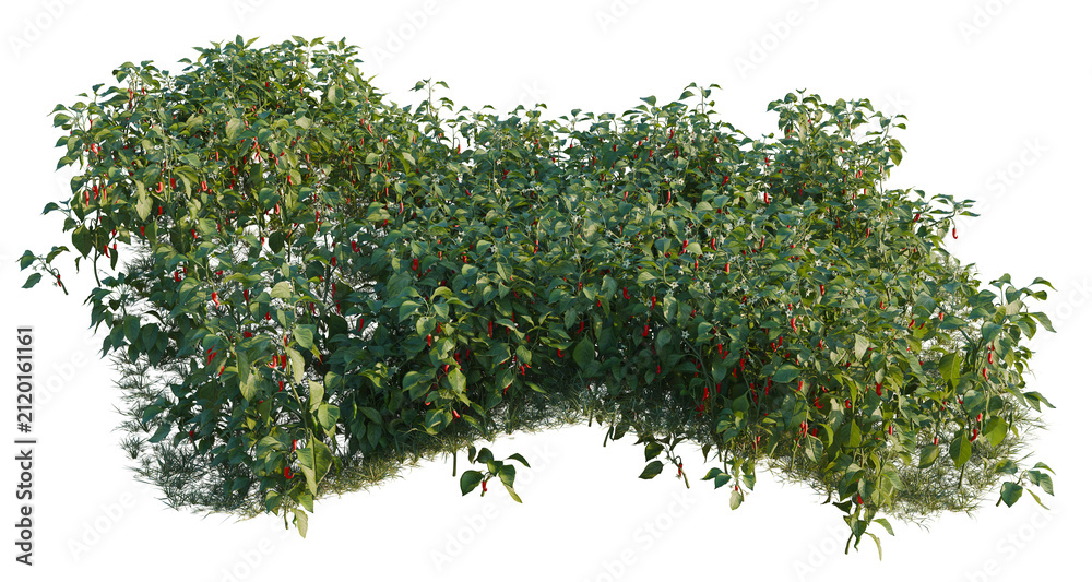 Obraz premium Capsicum annuum tree line, Forest Edge, Backdrop cutout, isolate transparent background, Lush Chili Pepper Plant with Red Fruits on a Black Background - Ideal for Design and Illustration