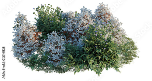 Foto Coffea arabica and Cynara scolymus and Eruca vesicaria tree line, Forest Edge, B
