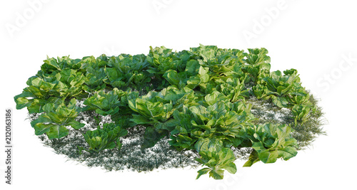 Quadro su tela Lactuca sativa tree line, Forest Edge, Backdrop cutout, isolate transparent background, Fresh green leafy vegetables growing in soil, perfect for a farm or garden themed design