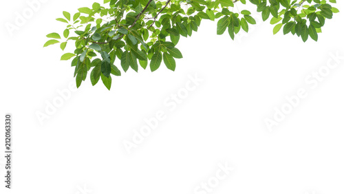 branch leaves or green leaf isolated. Tree Leaf Frame