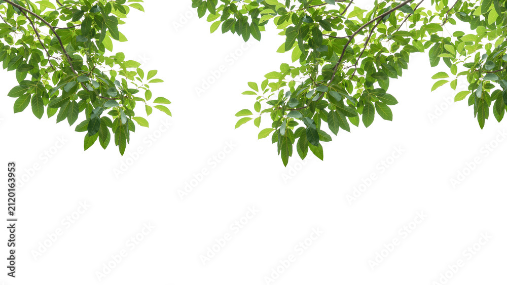 Obraz premium branch leaves or green leaf isolated. Tree Leaf Frame