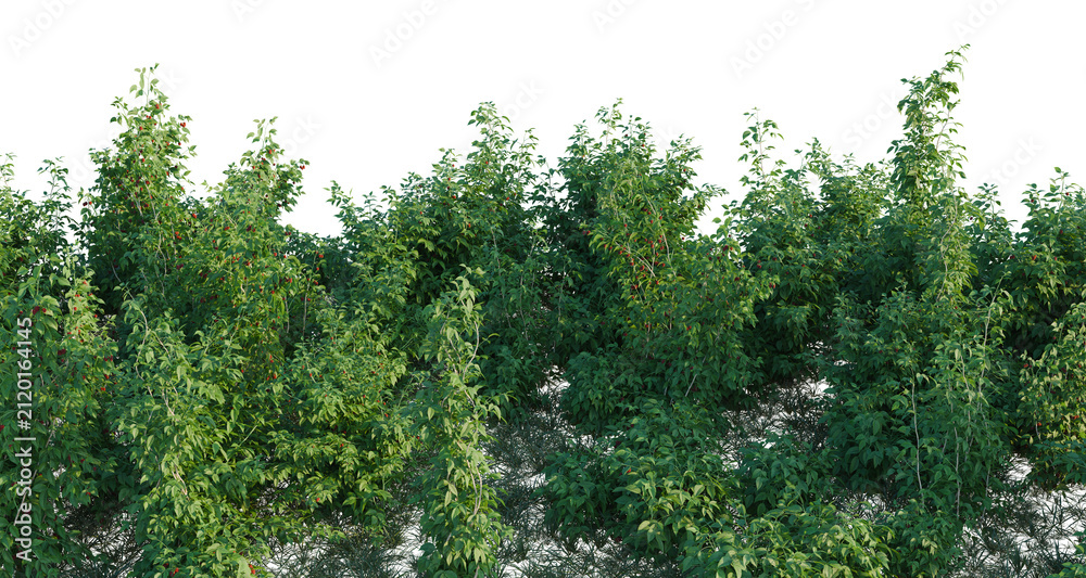 Fototapeta premium Rubus idaeus tree line, Forest Edge, Backdrop cutout, isolate transparent background, Dense raspberry bushes with ripe berries, lush foliage - perfect for design elements and backgrounds.
