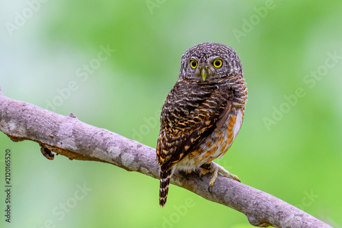 Canvastavla close up of a collared owlet