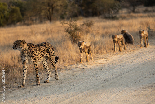 A cheetah family walking in a row