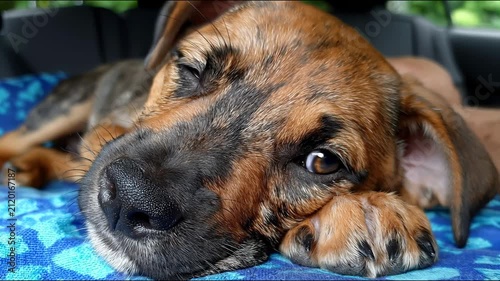 A close-up view captures a sleepy brindle puppy resting its head on a blue cushion inside a car, slowly blinking and nodding off.