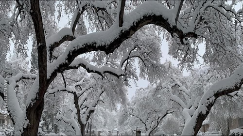 Snow-laden tree branches sway gently in a serene winter landscape.