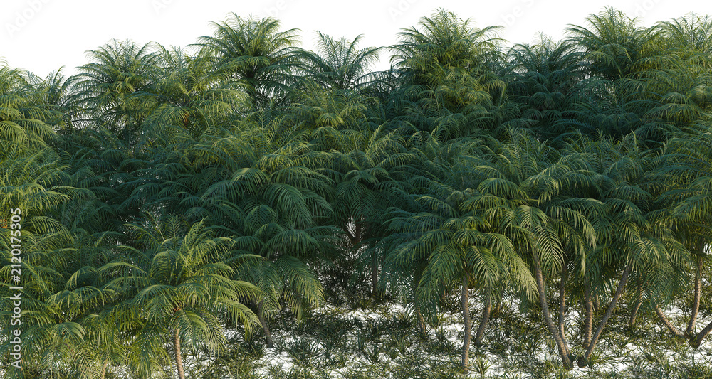 Obraz premium Phoenix roebelenii tree line, Forest Edge, Backdrop cutout, isolate transparent background, Dense tropical palm forest with vibrant green foliage, creating a lush and immersive environment