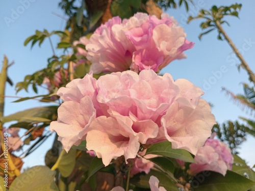 Pink Tabebuia flowers bloom profusely, featuring delicate, trumpet-shaped petals. Their vibrant, captivating color blends with the green foliage and the blue sky backdrop, creating a natural atmospher