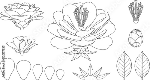Fotografía Botanical Camellia Flower Dissection Line Art Vector Set Featuring Petals Sepals