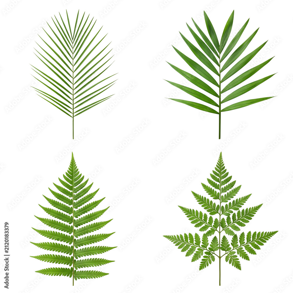 Fototapeta premium Four Green Tropical Palm and Fern Leaves Isolated on White Background