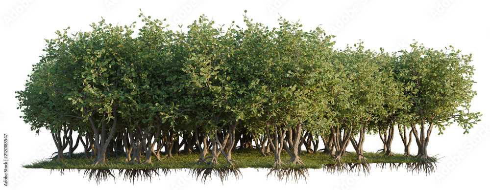 Obraz premium Clusia Rosea tree line, Forest Edge, Backdrop cutout, isolate transparent background, Mangrove Trees with Visible Roots - Natural Landscape Elements for Design & Illustration