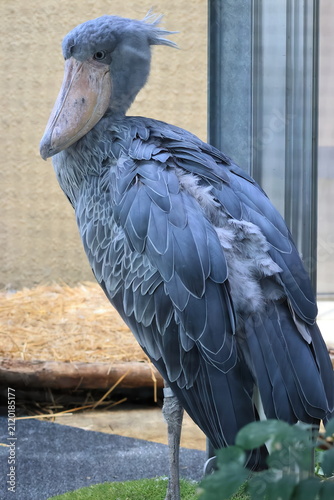 Obraz na płótnie ハシビロコウ