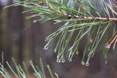 Canvastavla Fresh green Scots pine branch with long needles in selective focus against a sof
