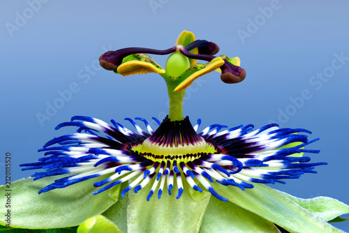 Passionsblume