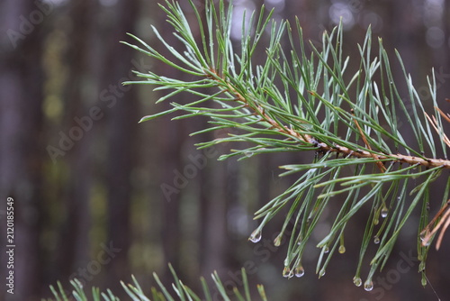 Canvastavla Fresh green Scots pine branch with long needles in selective focus against a sof