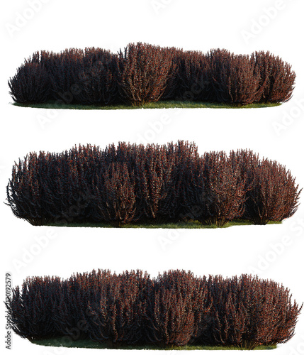 Konstfotografi Berberis Thunbergi001 tree line, Forest Edge, Backdrop cutout, isolate transpare