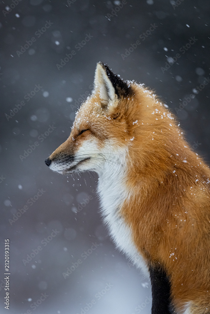 Fototapeta premium Red fox, winter in Canada. 