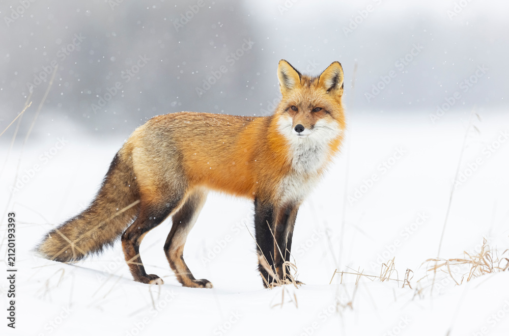 Fototapeta premium Red fox, winter in Canada. 