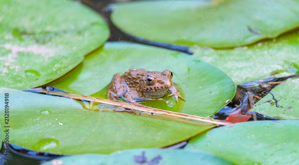 Obraz premium Close-up photograph of a Japanese wrinkled frog (Glandirana rugosa), locally known as Tsuchi-gaeru, sitting on vibrant green water lily pads. 