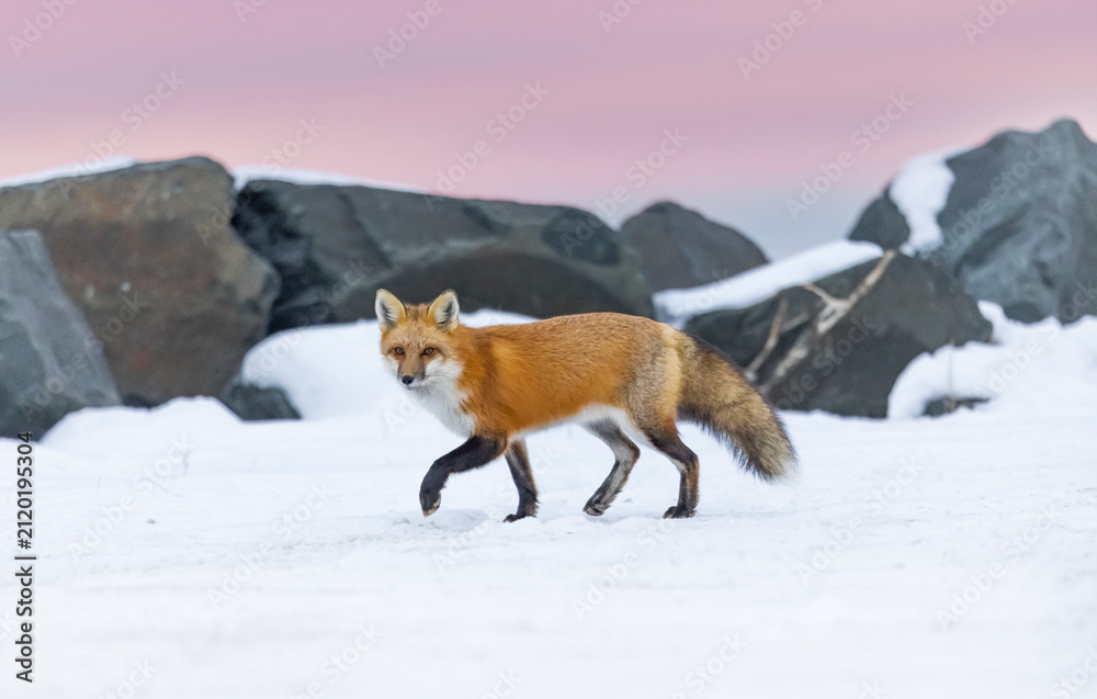 Fototapeta premium Red fox, winter in Canada.