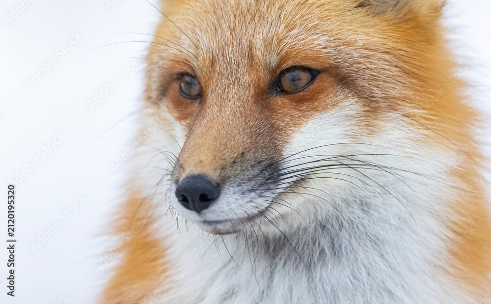 Fototapeta premium Red fox, winter in Canada. 