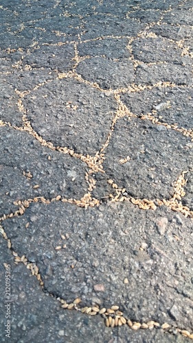 Wheat grains scattered in cracks of cracked asphalt road