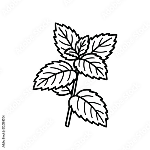 Detailed illustration of leafy green plant.