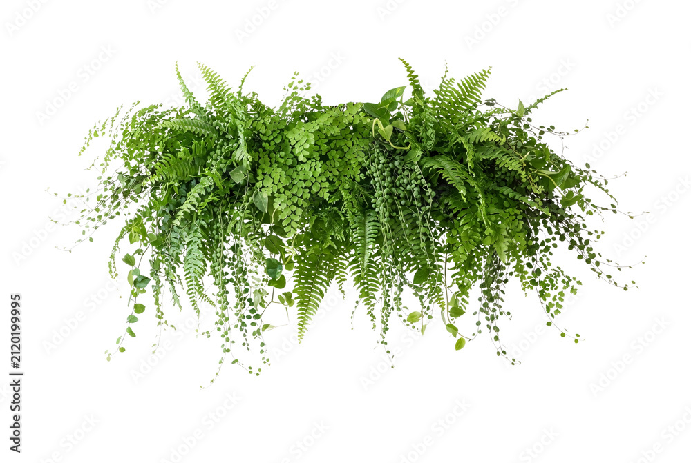 Obraz premium Lush hanging green ferns and ivy plant garland, tropical wall foliage cut out element, realistic indoor botanical garden decor, trailing vines greenery, fresh nature leaf border isolated overlay.