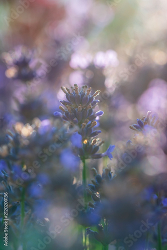 Wunderschöner blühender Lavendel