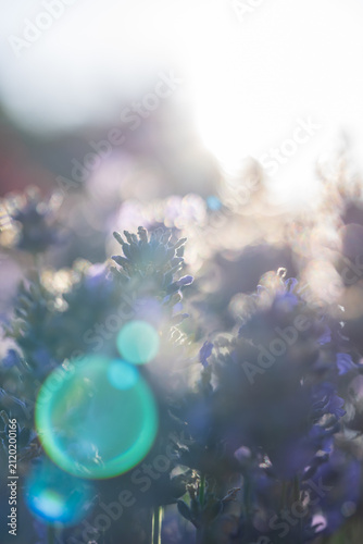 Wunderschöner blühender Lavendel