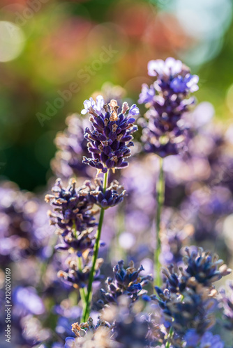 Wunderschöner blühender Lavendel