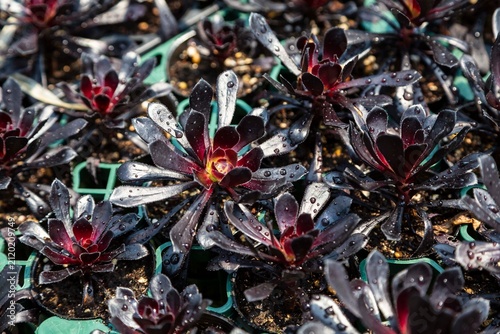 фотографія 水滴のついた黒紫色の多肉植物のロゼットが並ぶ苗床をクローズアップで撮影した様子