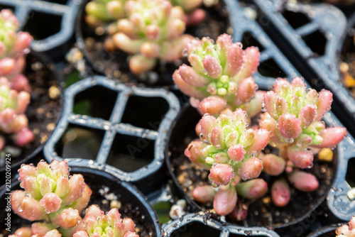 фотографія 水滴のついたピンク色の多肉植物の新芽が並ぶ苗床をクローズアップで撮影した様子