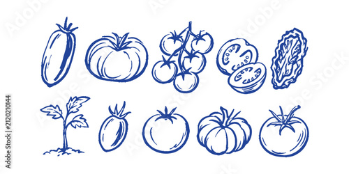 fresh tomato types and forms doodle element set featuring slice cherry tomatoes vine diced leaf beefsteak plum and whole tomato, vector illustration