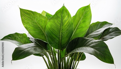 Isolated Lush Vibrant Green Tropical Houseplant With Large Broad Leaves And Strong Stems