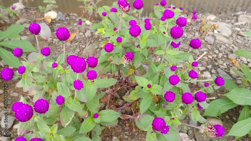 purple flowers in the garden