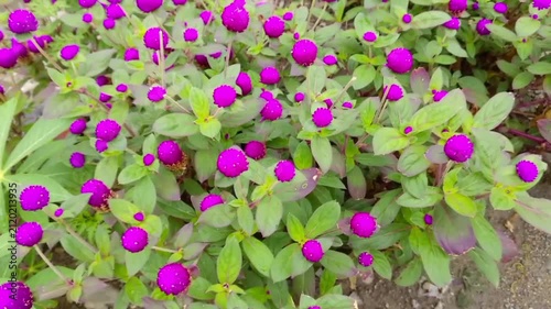 pink flowers in the garden