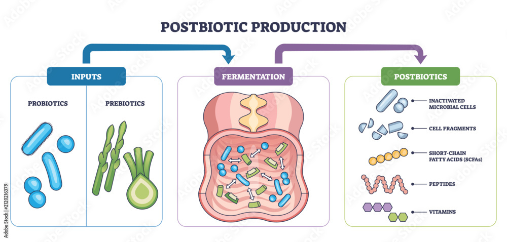 Obraz premium Postbiotic production process shows probiotics and prebiotics fermenting in the gut to yield SCFAs and cell fragments, main objects, probiotics, prebiotics, intestine. Outline diagram