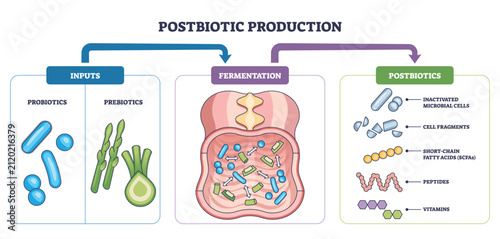 Konstfotografi Postbiotic production process shows probiotics and prebiotics fermenting in the gut to yield SCFAs and cell fragments, main objects, probiotics, prebiotics, intestine