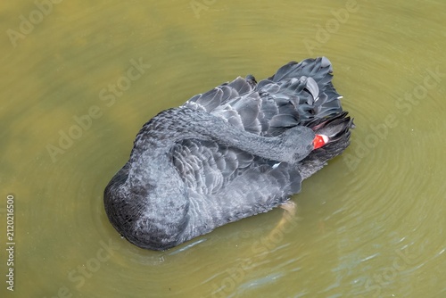 close up portrait of the black swan cygnus atratus a large waterbird in Petersfield Heath Pond Hampshire England
